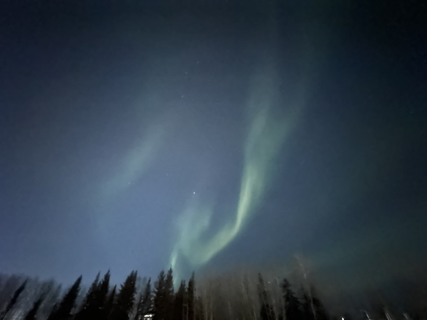 Aurora over trees in Alaska